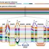 New algorithms advance genomic equity and personalised medicine